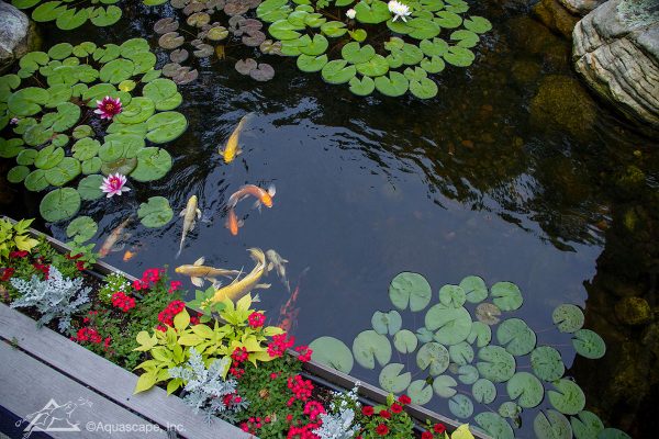 koi pond, aquascape pond