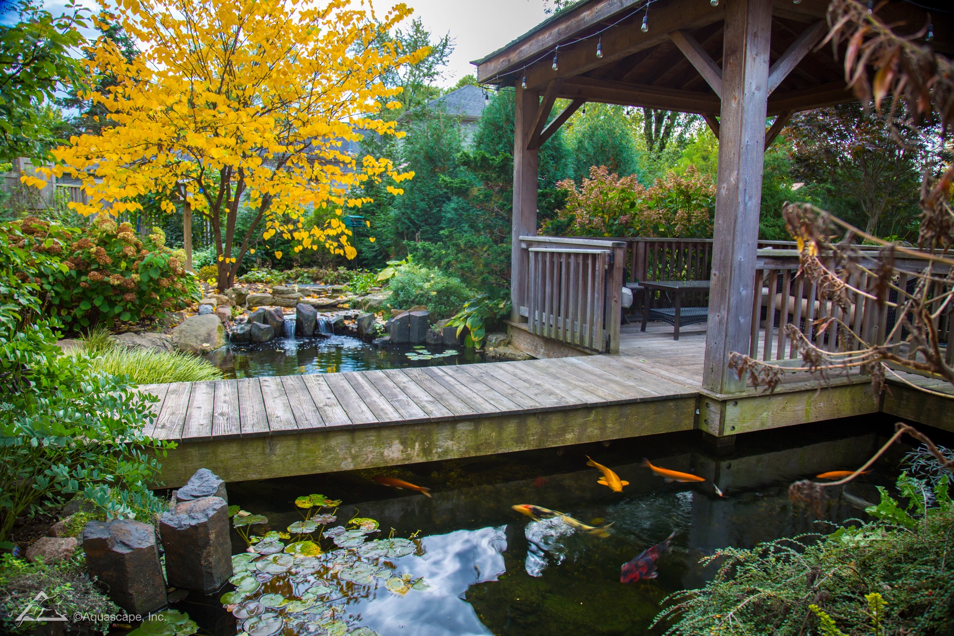 Koi Pond in the Fall