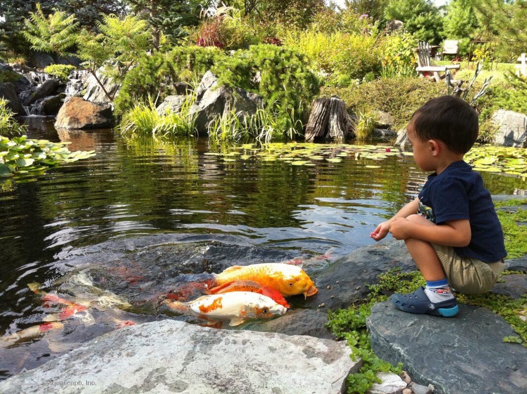 Child Feeding Koi in Pond