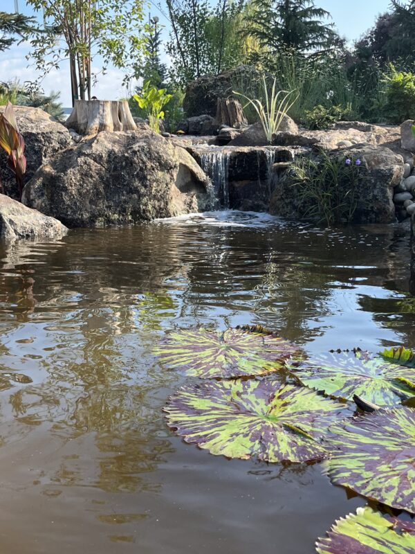 Lily Pads in pond with waterfall